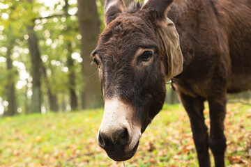 Donkey outdoors in nature. Portrait of a donkey