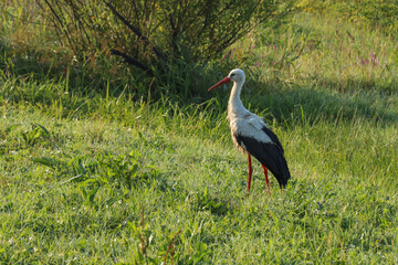 European white stork, ciconia, standing in a green meadow