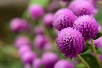 道端に咲く紫やピンクや紅いのかわいい花のような植物