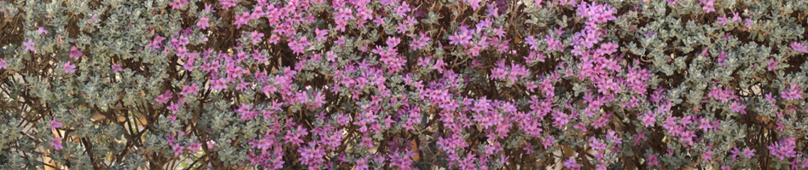 Fototapeta premium purple decorative shrub flower background