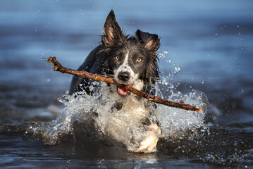happy border collie dog fetching a stick out of water