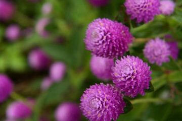 道端に咲く紫やピンクや紅いのかわいい花のような植物