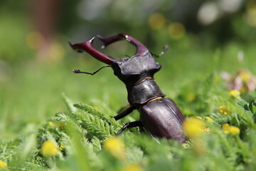 Käfer