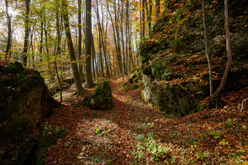 Fototapeta premium Colorful autumn in the sunny forest