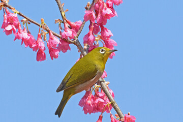 桜とメジロ