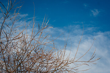 Willow branch on the blue sky