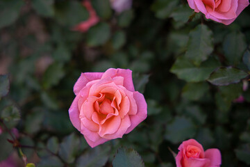 pink rose in garden