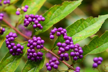 初秋の野原に生えているあざやかな紫の実を持つ植物