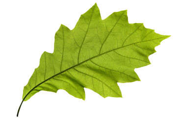 Green oak leaf isolated on a white background.