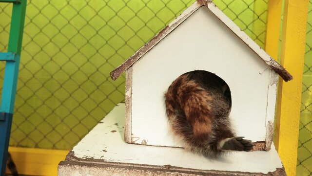 Urban raccoons nesting in home, portrait of raccoon relaxing wooden house, a charming coon peeps housing. Wildlife care concepts. Natural light, animal looking out round hole sunlight, beast