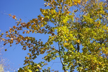Beautiful autumn foliage on blue sky background