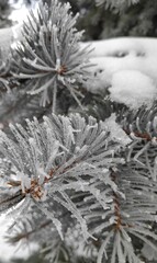 An amazing frozen tree branches in the cold season. Ice on the plants in nature. Winter is outside. Seasonal weather. Nature in December, January. Icy landscape. Glacial time. Pine covered with  snow.