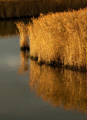 Portait of reflected reeds