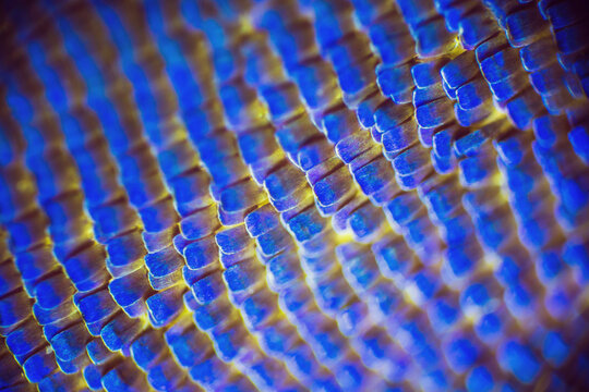 butterfly under microscope