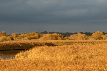 Golden reeds landscape