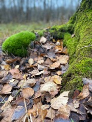 moss covered rocks