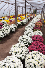 Pink, white and yellow chrysanthemums