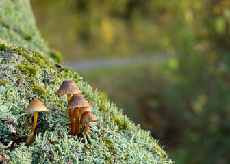 Fungii on a slope