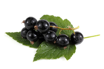 Black currant on leaf