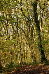 Fototapeta premium Woodland path