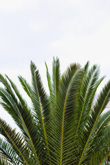 Palm leaves on white sky background
