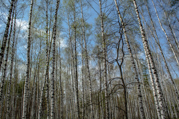 Fototapeta premium Spring and flowers
