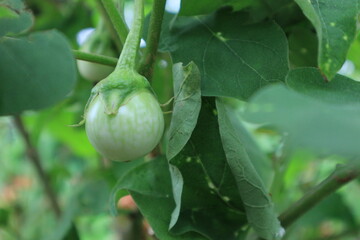 Green Brinjal Plant / Eggplant in the garden