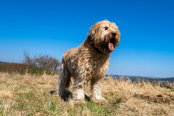 Sheepdog briard with muzzle dirty with clay and grass standing on meadow.