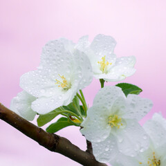 Blooming apple tree branch. White flowers close-up on a pink background. Wallpaper.