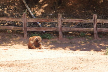 European bisons in the wildlife Park in Silz/Palatinate in Germany