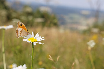 Meadow brown butterfly Maniola jurtina Satyridae on big daisy flower