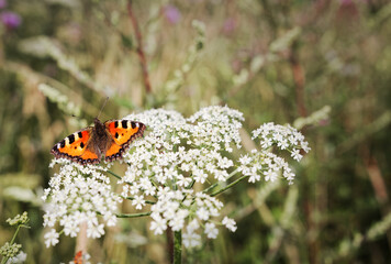 Small Tortoiseshell (Aglais urticae), adult resting on white flower