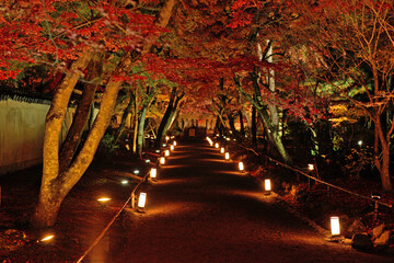 宝厳院の紅葉