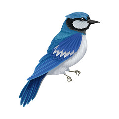 Blue Jay as Warm-blooded Vertebrates or Aves with Feathers and Toothless Beaked Jaw Vector Illustration