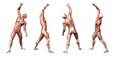 Muscle system of a man, medically 3D illustration