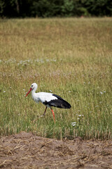 Stork walking on meadow. Countryside landscape 