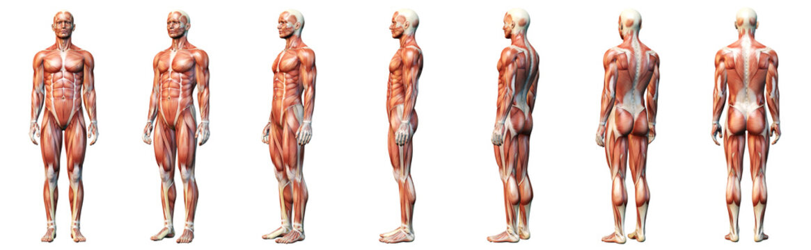 Muscle system of a man, medically 3D illustration