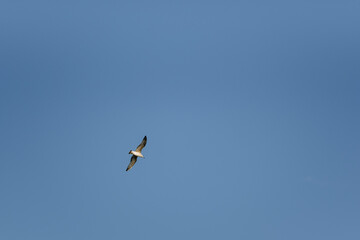 Sea gull in flight on a blue sky