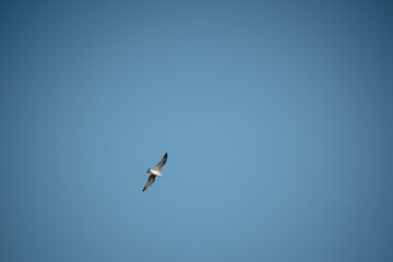 Sea gull in flight on a blue sky