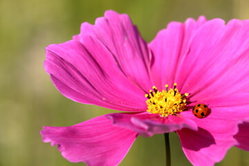 コスモスとテントウムシ　一休み　（高知県　土佐市）