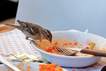 sparrow (Passer domesticus) female eating pasta in human dish in italy
