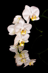 Fototapeta na wymiar white orchid flowers with reflection on dark background