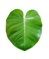 Monstera leaf on white background
