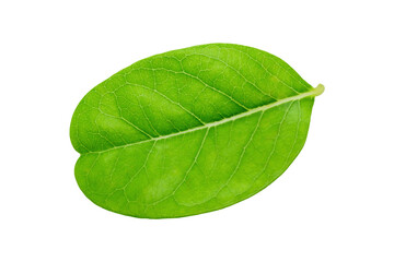 Obraz premium Green leaf on white background