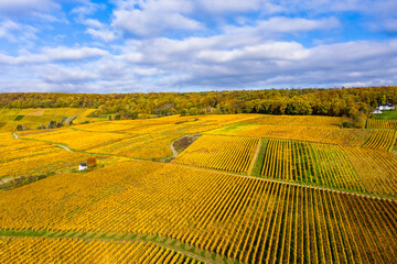 Aerial view, golden vineyards in autumn from above, Rheingau, region, Oestrich-Winkel, Walluf, Martinsthal, Hesse, Germany
