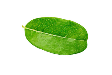 Green leaf on white background