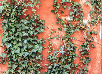 Plastered wall of an old house and green ivy