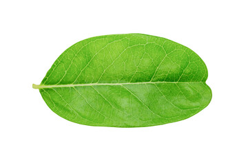 Obraz premium Green leaf on white background