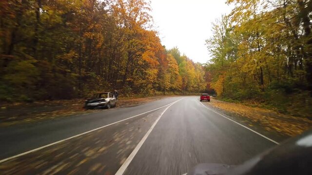 Driving on a beautiful, rainy autumn forest road, stock footage by Brian Holm Nielsen 3