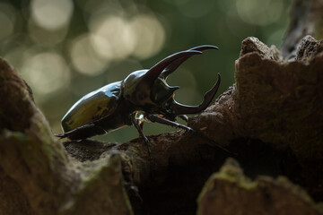 Horned Beetle and Army Mantis